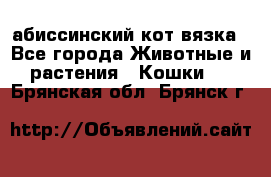 абиссинский кот вязка - Все города Животные и растения » Кошки   . Брянская обл.,Брянск г.